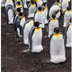 Volunteer Point é uma área nas Ilhas Malvinas conhecida por abrigar uma grande variedade de pinguins, incluindo pinguins-de-rei, pinguins-gentoo e pinguins-de-magalhães. É uma atração popular para turistas que desejam observar essas encantadoras criaturas em seu habitat natural e apreciar a beleza da paisagem costeira das Ilhas Malvinas. É importante mencionar que Volunteer Point é uma propriedade privada e a visita ao local geralmente requer uma autorização prévia ou a contratação de um guia local. As excursões são organizadas para garantir o mínimo impacto nas aves e em seu habitat. Os visitantes são incentivados a respeitar as regras de conduta estabelecidas para proteger a vida selvagem e preservar esse ecossistema único.