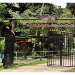 O Zoo da Guiana Francesa, originalmente um centro de beija-flores chamado Fauna Flora Amazonica, foi inaugurado em 1983. Após fechar em 2007, foi adquirido e reaberto em 2008 como Zoo de Guyane, localizado entre Macouria e Montsinéry. Propriedade de Franck e Angélique Chaulet, o zoológico tornou-se a segunda atração mais visitada na Guiana Francesa em 2013, após as Ilhas da Salvação. A coleção abrange macacos, preguiças, tamanduás, harpias, jacarés e uma variedade de pássaros, com destaque para um aviário inaugurado em 2014. O zoológico oferece uma experiência envolvente com um caminho pelas copas das árvores para crianças e é membro da Associação Europeia de Zoológicos e Aquários.