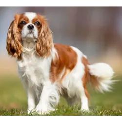 Cavalier King Charles Spaniel es una raza de perro de compañía conocida por su pers