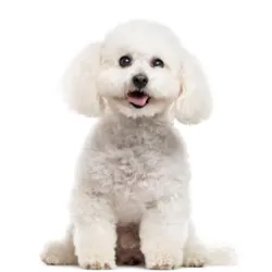 Bichon Frisé,originário da França, este pequeno canino tem uma história fascinante 