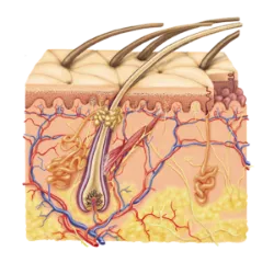 Human Tissues