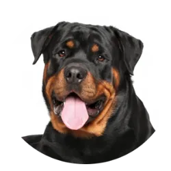 O Rottweiler é uma raça de cão de origem alemã, conhecida por sua força, lealdade e instinto protetor. Tradicionalmente, eram usados como cães de guarda e pastoreio de gado. São cães de grande porte e musculatura robusta, com uma pelagem curta e densa, predominantemente preta com marcações em marrom avermelhado. Apesar da aparência imponente, são afetuosos com suas famílias e bastante devotados aos seus tutores. São inteligentes e respondem bem ao treinamento, mas exigem socialização e educação desde cedo. Com o manejo adequado, são excelentes cães de companhia e proteção. Embora tenham uma reputação de bravura devido ao seu porte, são dóceis quando treinados e se destacam em diversas funções, como cães policiais, de terapia e pastoreio. Podem apresentar  problemas de saúde, como displasia de quadril e cotovelo.