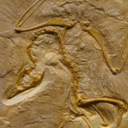 March 7 is Paleontologist