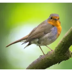 El 5 de octubre es el Día de las Aves en Brasil . Establecida por dec