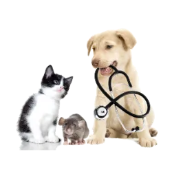 No dia da Medicina Veterinária é comemorado anualmente em 27 de abril, sendo uma ocasião significativa para reconhecer e apreciar o trabalho dos médicos veterinários em todo o mundo. Destaca-se sua relevante contribuição para o bem-estar dos animais, a saúde pública e a preservação do meio ambiente. Instituída pela World Veterinary Association (WVA) em 2000, a celebração tem como propósito aumentar a conscientização sobre o papel essencial desempenhado pelos profissionais da medicina veterinária na promoção da saúde e do bem-estar animal.