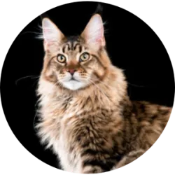 O Gato Maine Coon é a maior raça de gatos domésticos, com corpo musculoso e membros robustos. Sua pelagem é longa, espessa e resistente à água, com um subpelo denso. Possuem uma "juba" ao redor do pescoço, mais pronunciada nos machos, e o pelo da cauda é longo e fluido. As patas são felpudas, parecendo "sapatos de neve". São carinhosos, brincalhões e gostam de companhia humana. Conhecidos por seu som suave e calmo, têm uma origem humilde, descendendo de gatos de pelo comprido trazidos por marinheiros ao Maine, EUA, na década de 1850, que se cruzaram com gatos locais. São propensos à cardiomiopatia hipertrófica e displasia coxofemoral. Apesar de seu tamanho, precisam de cuidados regulares com a pelagem e vacinação e controle de parasitas. Visite purina.pt para saber mais.