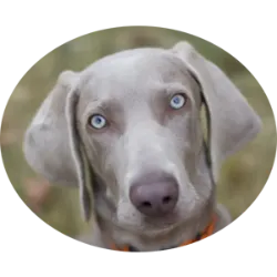 The Weimaraner is recognized by its short, silvery coat, which can vary in shades o