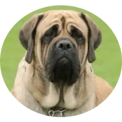 O Mastiff Inglês é uma raça de cão nobre e corajosa, originária da Inglaterra, conhecida por sua valentia e lealdade. Com mais de 2 mil anos de história, foi utilizado como cão de guarda e participou de batalhas ao lado de seus tutores. Apesar de seu porte imponente, é afetuoso, bem-humorado e adora crianças. Não é muito barulhento e tem um temperamento calmo, precisando de exercícios moderados. Seus cuidados incluem atenção à higiene, alimentação e escovação do pelo, e ele pode apresentar problemas de saúde como displasia coxofemural e osteocondrite dissecante. Em resumo, o Mastiff é um companheiro leal que requer cuidados básicos para uma vida saudável e feliz.