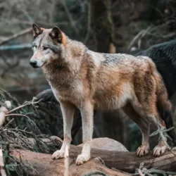 3 de marzo Día de la Vida Silvestre, con el objetivo de crear conciencia sob