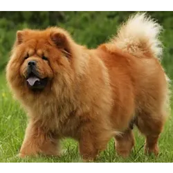 Chow Chow es una raza de perro exótica famosa por su lengua azul y un pelaje que se