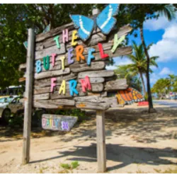 The Butterfly Farm em Aruba, fundada por William Slayter em 1999, é uma atração turística destacada. Com dois locais, oferece uma experiência educativa sobre o ciclo de vida das borboletas e apresenta diversas espécies exóticas, como a Bleu Morpho e a Monarca. Além disso, promove a conscientização sobre a preservação das borboletas, ensinando como criar jardins amigáveis para elas em casa. O local conta com uma loja de presentes, estacionamento gratuito, banheiros e áreas de sombra, proporcionando uma visita informativa e agradável para os entusiastas da natureza e famílias.