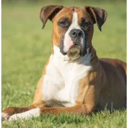 El Boxer es una raza de perro de tamaño mediano a grande originaria de Alemania y c