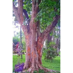 El Día Nacional Pau-Brasil , que se celebra anualmente el 3 de mayo , rinde homenaje al árbol que da nombr