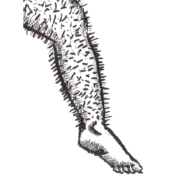 A Perna Cabeluda é uma lenda do folclore brasileiro, mais comum no Nordeste, especialmente em estados como Pernambuco, Paraíba e Rio Grande do Norte.
O que é a Perna Cabeluda?
Segundo a lenda, trata-se de uma perna humana gigante, coberta de pelos, que aparece sozinha, sem corpo, geralmente à noite. Ela costuma surgir em ruas desertas, becos ou estradas e corre atrás das pessoas, principalmente de quem anda sozinho ou chega tarde em casa.
Comportamento da criatura
Corre muito rápido
Dá chutes ou empurrões nas vítimas
Some de repente, sem deixar rastros
Normalmente não mata, mas assusta muito
Origem da lenda
Existem várias versões:
Alguns dizem que é o espírito de um homem amaldiçoado
Outros acreditam que surgiu como forma de assustar crianças e adultos para não ficarem na rua de madrugada
Há quem diga que nasceu de relatos exagerados de sombras ou ataques misteriosos
Significado cultural
A Perna Cabeluda é um exemplo de lenda urbana, usada para:
Controlar comportamentos sociais
Explicar medos do desconhecido
Alimentar histórias de terror populares
Até hoje, ela é lembrada em causos, programas de rádio antigos e conversas populares.