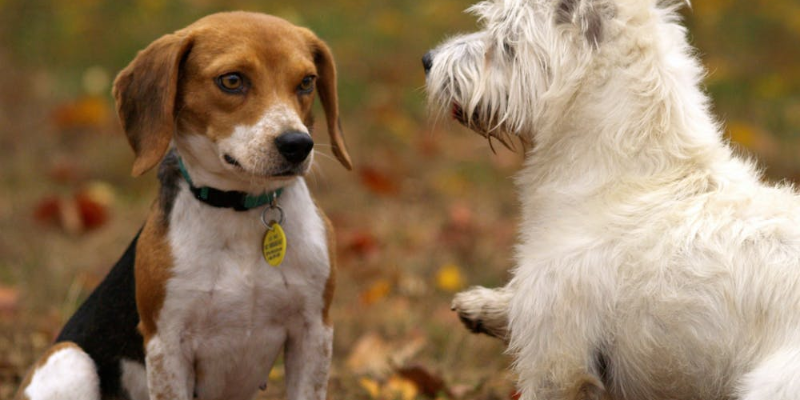 Cães Quiz Banner