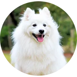 O Spitz Japonês é uma raça de cães pequenos e peludos, originária do Japão. Eles sã