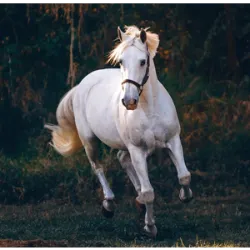 13 de dezembro dia do Cavalo, para reconhecer as contribuições econômicas, h