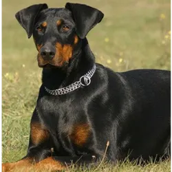 El Dobermann es una raza de perro de tamaño mediano a grande, originaria de Alemani