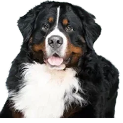 Bernese , also called Bernese Mountain Dog or Bernese Mountain Dog, is an affection