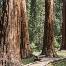 The giant sequoias are the most imposing and ancient trees on the planet. They belong to the species Sequoiadendron giganteum and are known for their colossal size. We can reach heights greater than 90 meters and trunk diameters of 8 meters, making the largest trees in the volume of wood. The most famous, called "General Sherman", located in Sequoia National Park, in California, is considered the largest tree in the world in terms of volume, with about 1,200 cubic meters of wood.
What makes these trees even more impressive is their longevity. Giant sequoias can live for more than 3,000 years, which means that some of them will experience major transformations on the planet over millennia. This extraordinary life span is made possible by its incredible resistance to damage, fire and parasite attacks.
In addition to their grandeur, sequoias play a vital role in the ecosystem, providing shelter and food for various species of fauna and helping to absorb carbon, and contributing to the mitigation of climate changes. Their size, longevity and ecological importance make the giant sequoias a true natural treasure of the Earth.