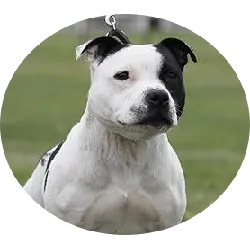 O Staffordshire Bull Terrier é uma raça de cão originária  da região de Staffordshire, na Inglaterra, e foi originalmente criado para combates com touros e outras atividades esportivas. No entanto, ao longo do tempo, eles se tornaram populares como cães de companhia devido à sua natureza carinhosa e protetora. é um cão de porte médio, robusto e musculoso, com uma cabeça larga e forte e mandíbulas poderosas. Tem uma pelagem curta e fácil de cuidar, exigindo apenas escovação ocasional para remover pelos soltos. Eles são relativamente ativos e precisam de exercícios diários, como caminhadas e brincadeiras no quintal.  Além disso, eles podem ser propensos a certas condições de saúde, como displasia do quadril e problemas de pele, então exames veterinários regulares são importantes.

