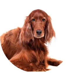 O Setter Irlandês é uma raça de cães originária da Irlanda, conhecida por sua beleza, elegância e personalidade gentil. São cães de porte médio a grande, com uma pelagem sedosa e ondulada, geralmente de cor vermelha ou dourada. Eles foram originalmente criados como cães de caça, especializados em localizar e apontar presas, como pássaros e pequenos animais. São cães muito sociáveis e gostam da companhia de suas famílias, sendo ótimos companheiros para crianças e outros animais de estimação. Esses cães são energéticos e precisam de exercícios diários para se manterem saudáveis e felizes.  Em termos de cuidados, a pelagem do Setter Irlandês requer escovação regular para manter-se livre de nós e em bom estado. É importante monitorar sua saúde, especialmente em relação a problemas comuns em cães maiores, como displasia de quadril e problemas cardíacos.

