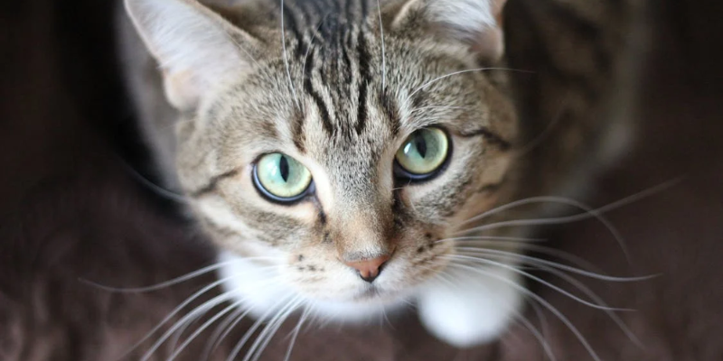 Gatos Quiz Banner