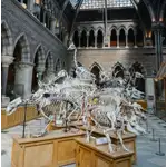 O Museu de História Natural é um renomado museu localizado em Londres, Reino Unido. Ele é um dos principais museus de história natural do mundo e abriga uma vasta coleção de espécimes e artefatos relacionados à história natural, paleontologia, zoologia e botânica.O museu foi fundado em 1881 e está localizado no distrito de South Kensington, próximo a outros importantes museus e instituições culturais. Sua arquitetura impressionante é uma atração por si só, com uma fachada de terracota vermelha e uma entrada ornamentada.As galerias do Museu de História Natural exibem uma variedade impressionante de coleções, que abrangem milhões de anos de história da Terra e da vida em nosso planeta. Os visitantes podem explorar exposições sobre dinossauros, mamíferos, répteis, aves, insetos, plantas e muito mais.