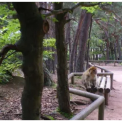 La Montagne des Singes é um parque animal na cidade de Kintzheim, Alsácia, inaugurado em 1969, oferecendo a observação de mais de 240 macacos em uma área de 24 hectares. Fundado por Gilbert de Turckheim e Jacques Renaud, o parque atualmente abriga 250 macacos em uma extensão florestal. A dieta inclui frutas, legumes e cereais, além de recursos naturais da floresta. Após a morte do cofundador em 2020, seu filho Guillaume de Turckheim assumiu a gestão. Os objetivos do parque incluem proporcionar lazer natural aos visitantes e oferecer serviços educativos por meio de guias, painéis informativos e visitas escolares.