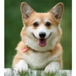 Los Corgis son perros pequeños de origen galés, conocidos por sus patas cortas, cue