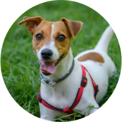 O Jack Russell Terrier é um cachorro cheio de energia e personalidade. Originário da Inglaterra, é conhecido por sua disposição e independência. Criado inicialmente para caçar raposas, ganhou fama por sua inteligência e agilidade. Com pelagem predominantemente branca, pode apresentar manchas pretas ou marrons em certas áreas do corpo. Com um temperamento animado e leal, o Jack Russell é um excelente companheiro para quem compartilha seu entusiasmo e vitalidade. Seu instinto de caça pode torná-lo um desafio em interações com outros animais menores, mas é amigável com crianças mais velhas e estranhos quando devidamente socializado. Apesar de não ser excessivamente vocal, é alerta e pode latir quando necessário. Seu nível de destruição é moderado, sendo necessário direcionar sua energia por meio de exercícios regulares e treinamento. 