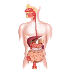 Es responsable de procesar los alimentos, descomponerlos en nutrientes que el cuerpo puede absorber y utilizar para obtener energía, crecimiento y reparación.
Componentes:
Boca: Donde se ingieren los alimentos y se inicia el proceso de digestión mediante la masticación y la acción de la saliva.
Esófago: Canal que transporta los alimentos desde la boca hasta el estómago.
Estómago: Donde los alimentos se mezclan con los jugos gástricos, descomponiéndose en sustancias más simples.
Intestino Delgado: Principal sitio de absorción de nutrientes (vitaminas, minerales, carbohidratos, proteínas y grasas).
Intestino Grueso: Absorbe agua y sales, formando heces.
Hígado: Produce bilis, que ayuda a la digestión de las grasas.
Páncreas: Produce enzimas que ayudan a digerir los alimentos en el intestino delgado.
Vesícula biliar: Almacena la bilis producida por el hígado, liberándola al intestino delgado cuando es necesario.