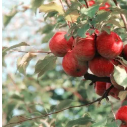 October 21st is Apple Day, and its purpose is to celebrate the importance of