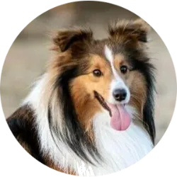 O >b>Pastor de Shetland, ou Sheltie, é uma raça de cão pequeno a médio originária das Ilhas Shetland, na Escócia. Tradicionalmente, eram usados para pastorear ovelhas devido à sua agilidade e inteligência. São cães alertas e energéticos, com uma pelagem dupla exuberante que vem em várias cores, como sable, tricolor e azul-merle. Além de suas habilidades de trabalho, os Shelties são ótimos companheiros de família. Eles são leais, carinhosos e se dão bem com crianças e outros animais de estimação quando socializados desde cedo. No entanto, podem tentar pastorear crianças devido ao seu forte instinto de rebanho. Em termos de cuidados, os Shelties precisam de exercício diário e escovação regular para manter sua pelagem bonita. São adequados para espaços menores, desde que recebam atividade suficiente. 