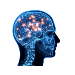 El 22 de julio se celebra el Día Mundial del Cerebro . Esta fecha fue creada por la Federación Mundial de 