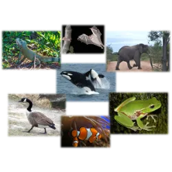 Meet the Protagonists of Animal Life
They are one of the most fascinating groups in the animal kingdom, bringing together creatures with spinal columns and a sophisticated central nervous system. This group includes five broad categories: fish, amphibians, reptiles, birds and mammals.

Who Are the Vertebrates?
These animals