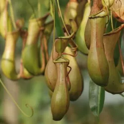 As plantas carnívoras são fascinantes e únicas, adaptadas para capturar e digerir animais,