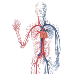 Su función principal es transportar sangre, nutrientes, oxígeno y desechos por todo el cuerpo, así como regular la temperatura y mantener el equilibrio de líquidos.
Componentes:
Corazón: bombea sangre.
Dividido en cuatro cámaras (dos aurículas y dos ventrículos).
El ventrículo izquierdo bombea sangre oxigenada al cuerpo.
El ventrículo derecho bombea sangre desoxigenada a los pulmones.
Vasos sanguíneos: arterias (llevan sangre del corazón al cuerpo), venas (devuelven sangre al corazón) y capilares (intercambian gases y nutrientes con los tejidos).
Sangre: Compuesta por plasma, glóbulos rojos (transporte de oxígeno), glóbulos blancos (defensa) y plaquetas (coagulación).
Circulación:
Pulmonar: La sangre va del corazón a los pulmones para su oxigenación.
Sistémico: La sangre oxigenada va del corazón al cuerpo.
Sistema cerrado: La sangre circula constantemente dentro de los vasos, sin salir del ambiente externo.