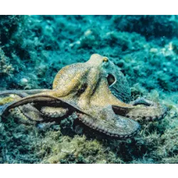 O Dia Internacional do Polvo é celebrado em 8 de outubro, uma data criada pela Octopus News Magazine Online (TONMO) em homenagem a esses incríveis animais, que possuem oito apêndices. A escolha do dia coincide com a temporada de acasalamento, tornando-o um momento ideal para aumentar a conscientização sobre os polvos, conhecidos por sua inteligência e habilidades de camuflagem. Com 90% de seus corpos compostos por músculos, eles possuem três corações e cerca de quinhentos milhões de neurônios. A celebração busca destacar a importância dos polvos nos ecossistemas marinhos e promover a proteção de seus habitats. Em todo o mundo, eventos são organizados para educar o público sobre as ameaças que esses animais enfrentam, como a poluição e a sobrepesca.