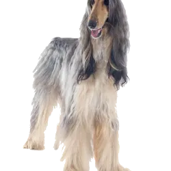 Afghan Hound, também chamado de Galgo Afegão, é uma raça de grande porte famosa por