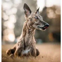 1 de fevereiro dia do Galgo, data que marca o fim da temporada de caça em Espanha. Durante este período, muitos galgos são abandonados ou maltratados, uma prática que associa a data a uma reflexão sobre o tratamento destes animais.
Os galgos, conhecidos pela sua elegância e velocidade, são frequentemente utilizados na caça e em corridas. No entanto, ao final da temporada de caça, muitos destes cães são descartados, enfrentando situações de abandono e maus-tratos. Estima-se que entre 50.000 e 100.000 galgos sejam mortos anualmente em Espanha, muitos deles de forma cruel.
Organizações de defesa dos direitos dos animais aproveitam esta data para sensibilizar o público sobre a situação dos galgos e promover a adoção responsável. O objetivo é garantir que estes cães recebam o respeito e os cuidados que merecem, longe de abusos e negligência.
Em Portugal, embora a prática de caça com galgos seja menos prevalente, a data serve como lembrete da importância de proteger todos os animais e combater o abandono e maus-tratos.