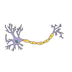 É responsável por receber, processar e transmitir informações no corpo. Ele é composto por neurônios, que geram e conduzem impulsos nervosos