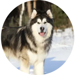 O Malamute do Alasca é uma raça de cachorro originária do Alasca, criada para trabalhos pesados como puxar trenós. Apesar de parecido com o Husky Siberiano, é maior e mais robusto. São animais dóceis, independentes e inteligentes, que precisam de estímulos mentais para evitar o tédio. São bons companheiros para crianças e outros animais, porém podem ser teimosos e necessitam de um dono firme. Os cuidados incluem escovação regular da pelagem longa e atividades para manter sua mente ativa. Embora não exija muita atividade física, precisa de interação diária e jogos para se manter saudável e feliz.