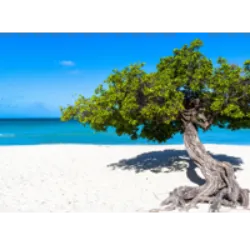 Eagle Beach, em Oranjestad, Aruba, é famosa por seus resorts e praias amplas, sendo considerada uma das melhores do mundo. Não permite nudismo, mas tolera topless em áreas de resort específicas. Destaca-se por areias brancas, árvores Fofoti icônicas e atividades como tênis de praia. Anualmente, famílias locais acampam durante a semana da Páscoa, e quatro espécies de tartarugas-marinhas desovam na praia. Menos movimentada que Palm Beach, Eagle Beach oferece uma paisagem deslumbrante, águas calmas como uma piscina e alguns bares na areia para apreciar o cenário. A praia abriga duas das árvores Fofoti mais fotografadas de Aruba, com suas silhuetas apontando em direção ao Caribe.