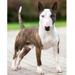 Bull Terrier is a resilient and adventurous dog, despite its serious expression. It