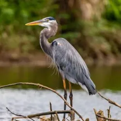 Explorar mas sobre El Pantanal es la mayor planificación del mundo, cobrindo un área de cerca de 150.000 km²,..