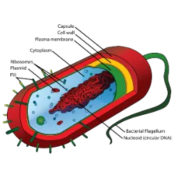 In nature, it is possible to distinguish two basic types of cells:  Prokaryotic cells: This is the simplest cell, as its genetic material is not organized inside a nucleus and it does not have most of the organelles or cellular structures of more complex cells. Bacteria are prokaryotic cells. Eukaryotic cells: This is the most complex cell, with an organized nucleus that contains the genetic material inside. It also has a variety of organelles in the cytoplasm, such as mitochondria, which do not exist in prokaryotic cells. All living beings, with the exception of bacteria, have this type of cell. This is the case of plants, which are made up of eukaryotic plant cells, and animals, which are made up of eukaryotic animal cells.