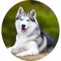 O Husky Siberiano, conhecido como cão de trenó, é um cachorro de porte imponente, mas amigável e sociável. Originário do nordeste da Ásia, foi desenvolvido pela tribo Chukchi para trabalhar e conviver harmoniosamente com humanos e outros animais. Com uma espessa camada de pele e pelos, é adaptado ao frio e adequado para climas amenos. Reconhecido por sua resistência e habilidade de puxar trenós, ganhou popularidade após uma expedição de resgate no Alasca em 1925. Com uma variedade de cores de pelagem, o Husky possui um temperamento extrovertido, brincalhão e sociável, mas requer exercícios regulares para evitar comportamentos destrutivos. Apesar de não ser excessivamente vocal, tem o hábito de uivar. Requer cuidados com a escovação diária e banhos mensais. Em relação à saúde, é propenso a doenças nos olhos e displasia do quadril.