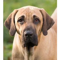 Fila Brasileiro es una raza de perro originaria de Brasil, conocida por su grandeza