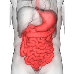 El Día Mundial de la Salud Digestiva , celebrado el 29 de mayo , tiene como objetivo concienciar sobre la 